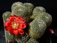 Thumbnail of 1718_Rebutia teresae KK1925_20150512_02(1).JPG